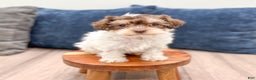 Yorkiepoo dogs for sale: Cocoa - Ad 1