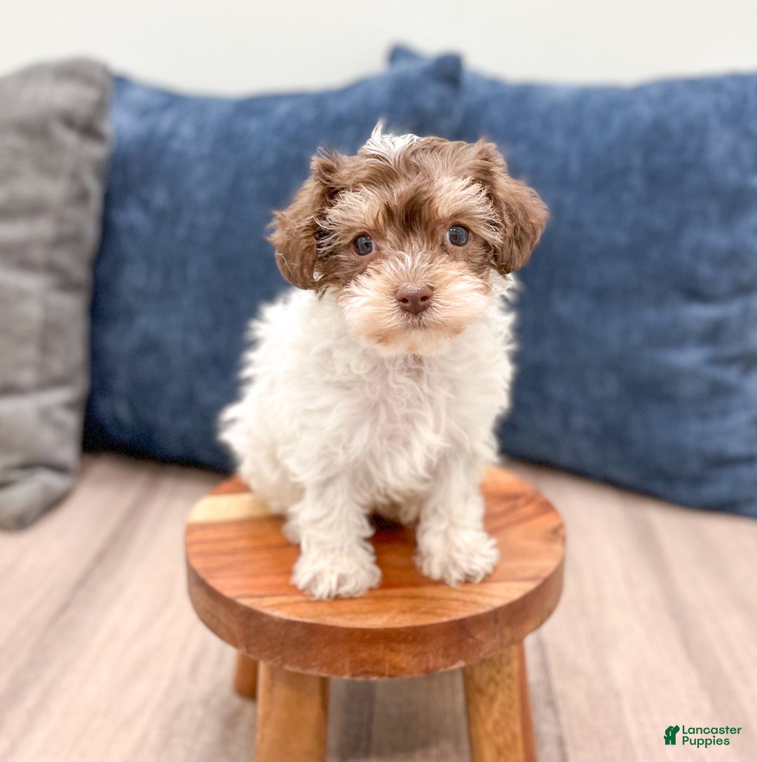 Yorkiepoo dogs for sale: Cocoa - Ad 1