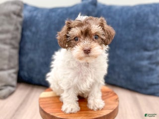 Yorkiepoo dogs Cocoa - Ad 41