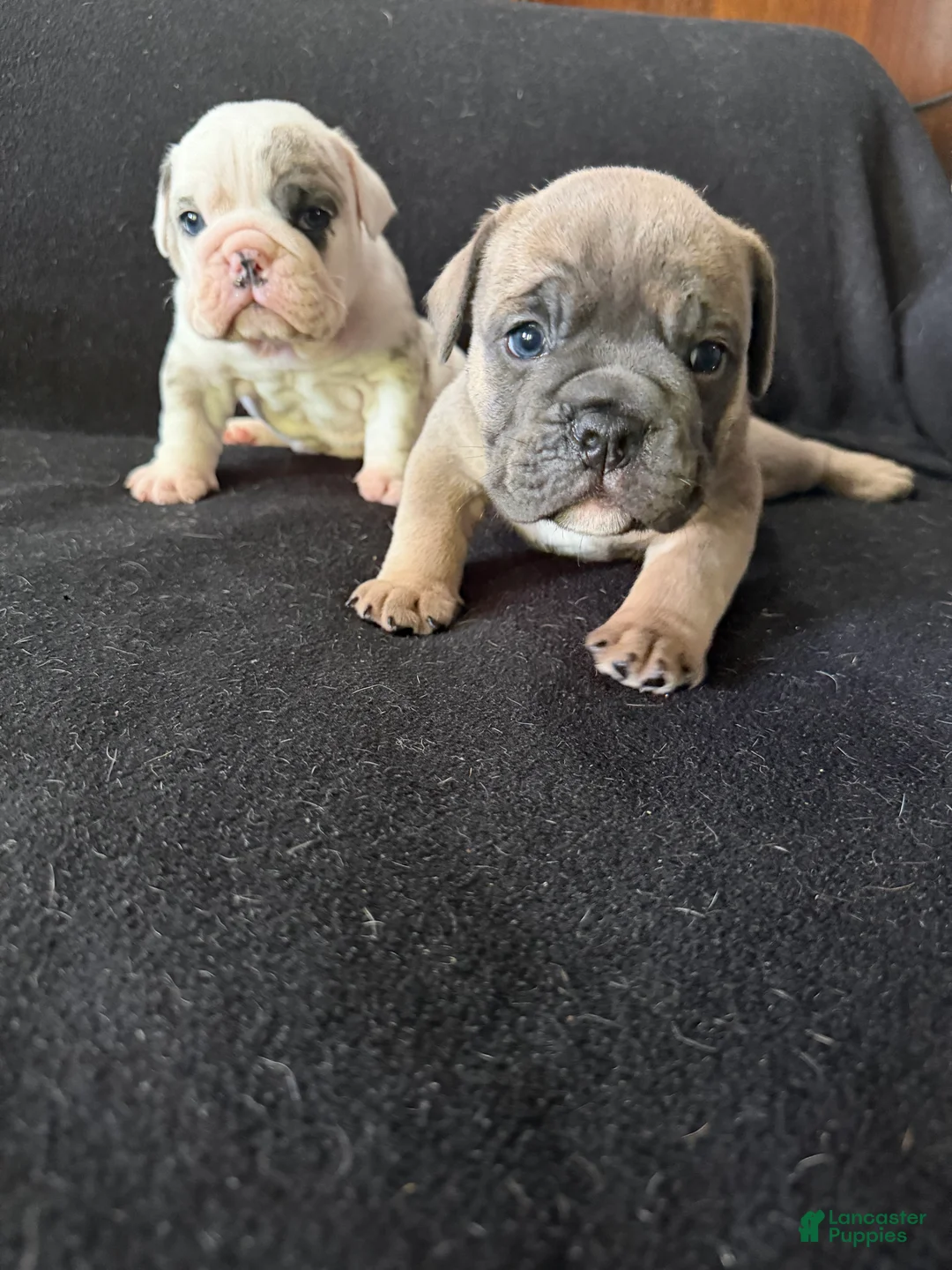 English Bulldog dogs for sale: Pied Merle male - Ad 2