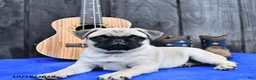 Pug dogs for sale: Reba - Ad 5