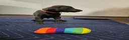 Doberman Pinscher dogs for sale: Doberman Pinscher 4 - Ad 2