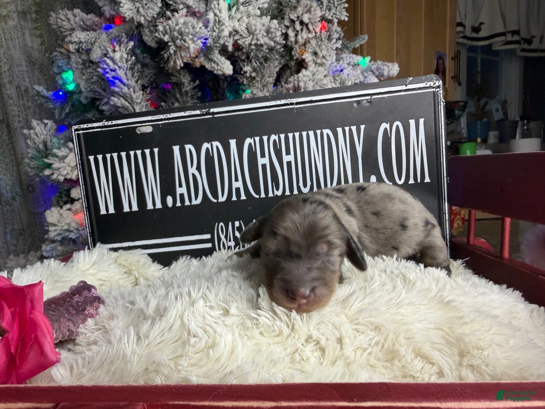 Miniature Dachshund dogs for sale: Dapple - Ad 3