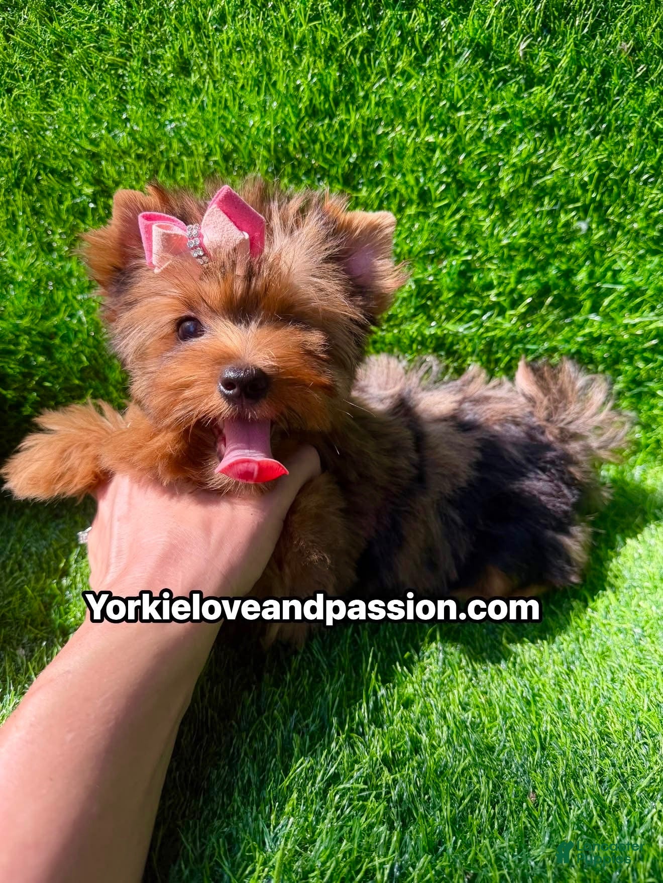 Yorkshire Terrier dogs Yorkshire Terrier 1 - Ad 21