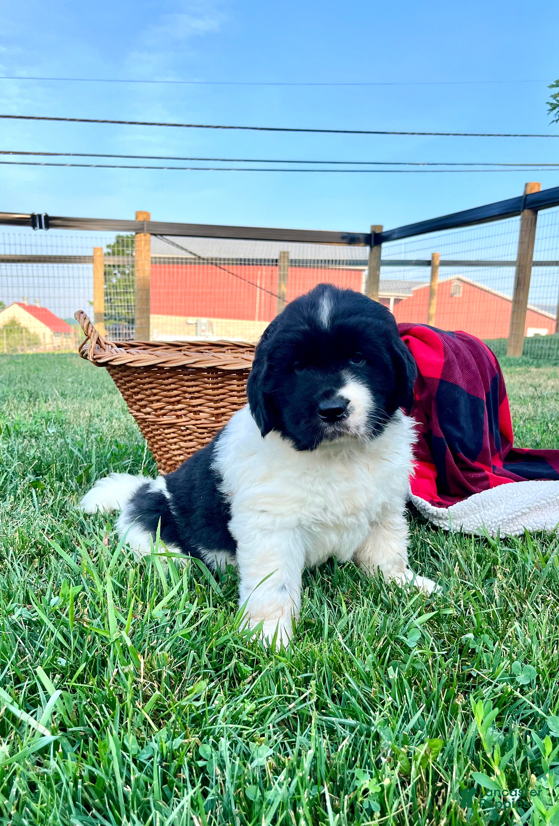 Newfoundland dogs Marcel❤️AKC Genetic Health Tested❤️Text to schedule a playdate - Ad 1