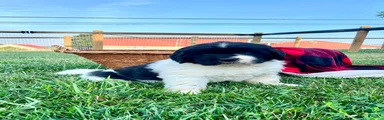 Marcel❤️AKC Genetic Health Tested❤️Text to schedule a playdate