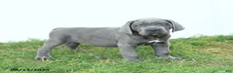 Cane Corso dogs for sale: Rookie - Ad 10