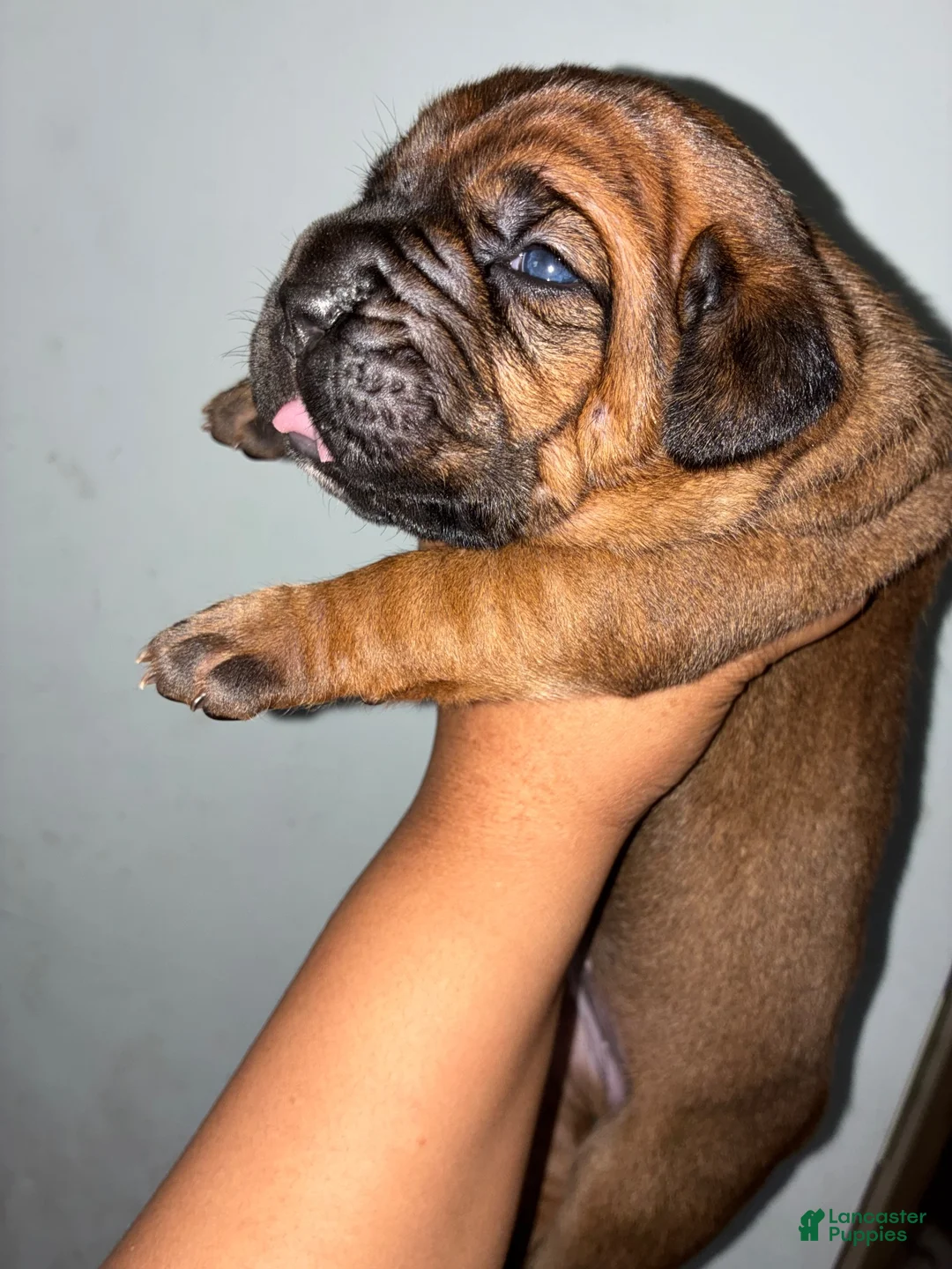 Cane Corso dogs for sale: Cane Corso 2 - Ad 3
