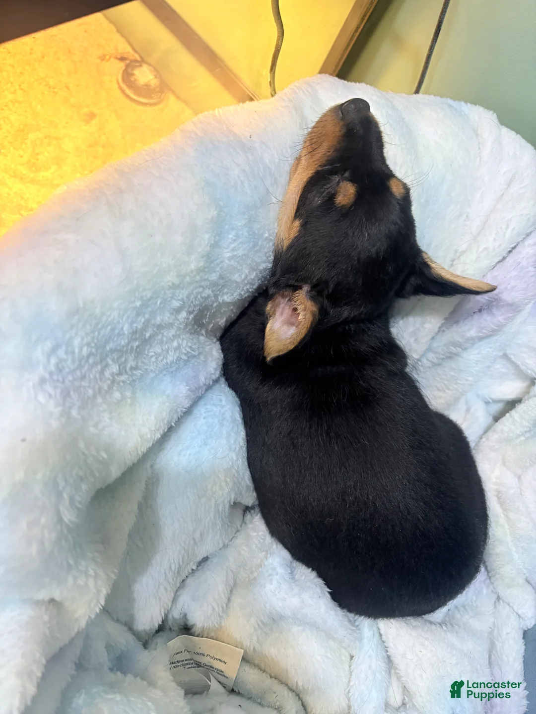 Chorkie dogs for sale: Chorkie Puppy 1 - Ad 1