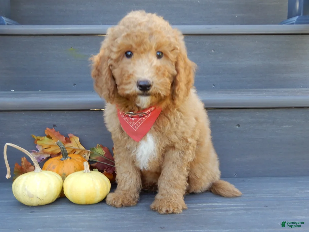 Mini Goldendoodle dogs for sale: Sammy - Ad 2