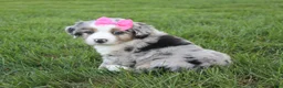 Mini Aussiedoodle dogs for sale: Kylie 🎀 - Ad 4