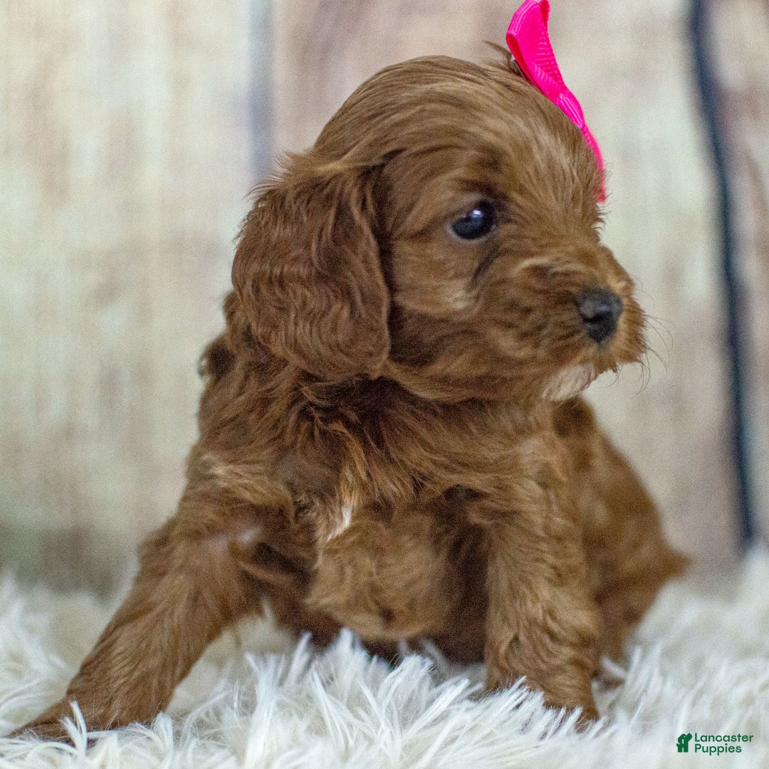 Cockapoo dogs for sale: Kali - Ad 6