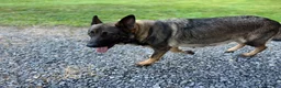 German Shepherd dogs for sale: Bear - Ad 22