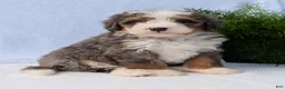 Mini Bernedoodle dogs for sale: Mini Bodie  - Ad 6