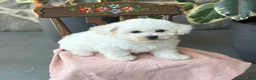Bichon Frise dogs for sale: Jemima - Ad 15
