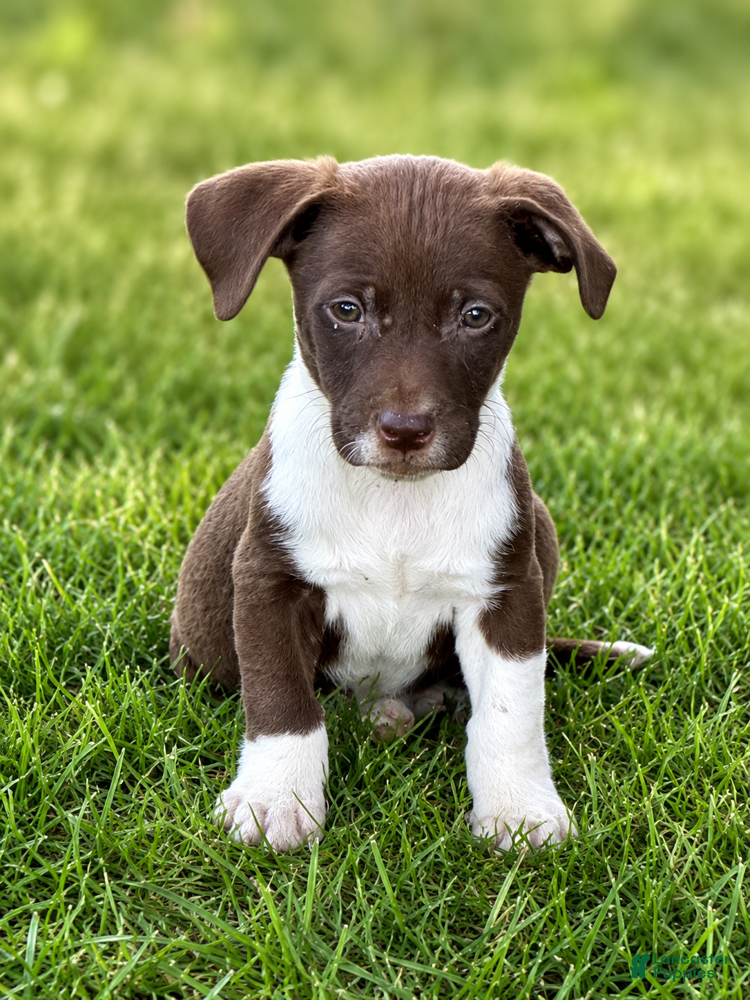 Mixed Breed dogs Ricky - Ad 29