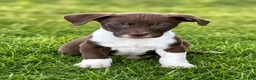Mixed Breed dogs for sale: Ricky - Ad 1