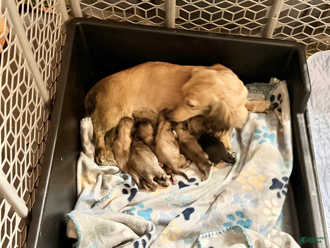 Miniature Dachshund dogs for sale: Cream - Ad 14