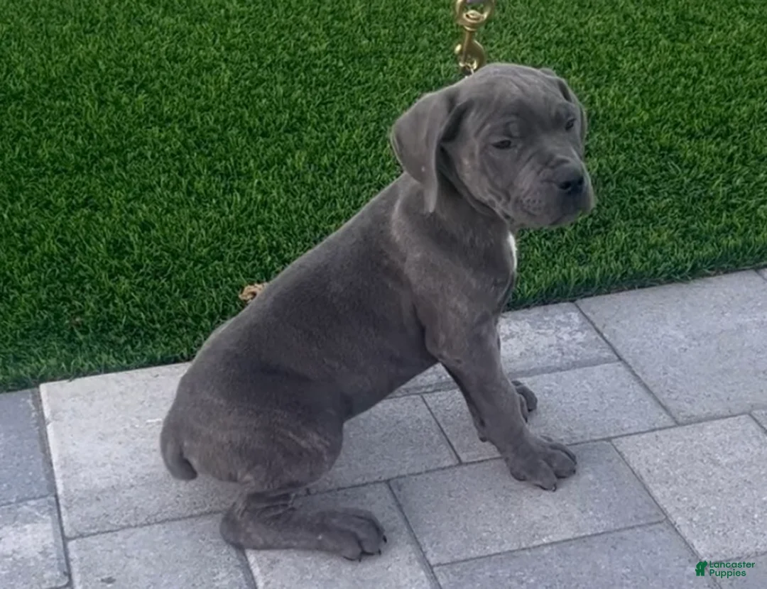 Cane Corso dogs for sale: Rusty - Ad 1