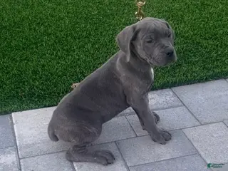 Cane Corso dogs Rusty - Ad 7
