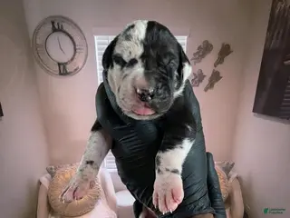 Great Dane dogs Rhythm & Soul’s Painted Kehlani - Ad 9