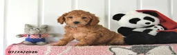 Mini Goldendoodle dogs for sale: Chip - Ad 5