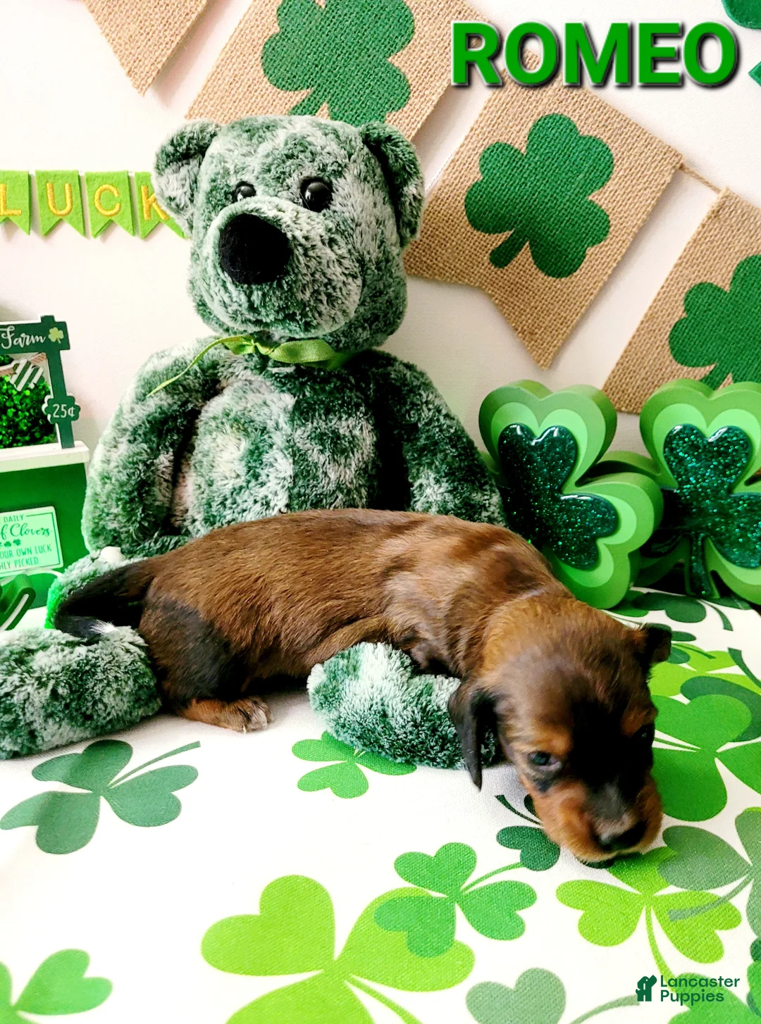 Miniature Dachshund dogs for sale: Romeo - Ad 3