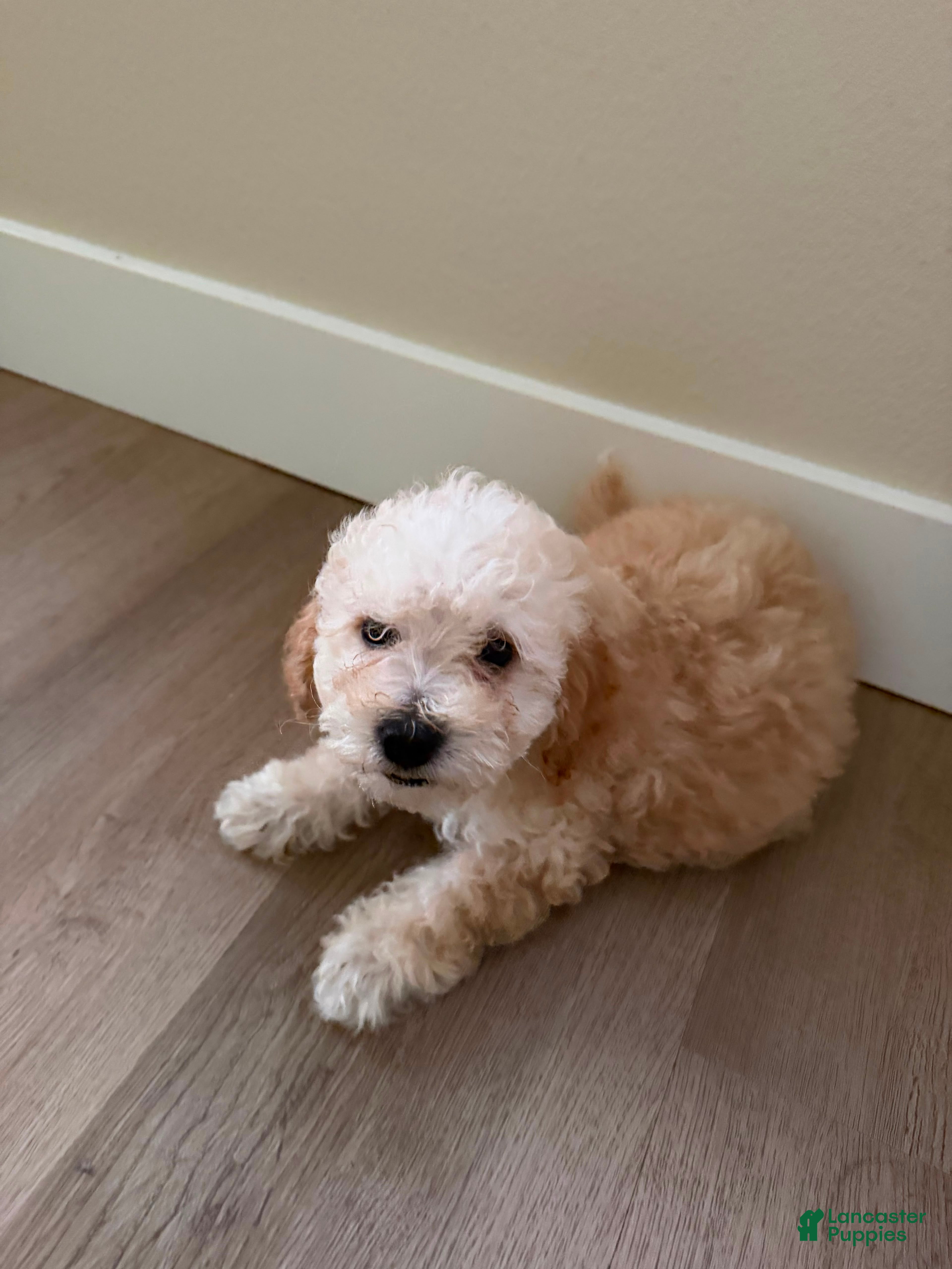 Maltipoo dogs Toby (Havapoo) - Ad 37