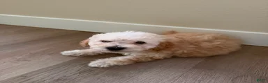 Toby (Havapoo)