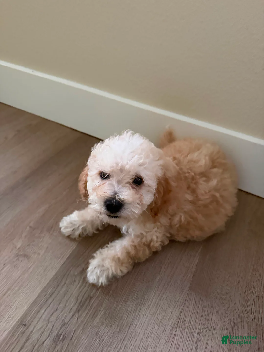 Maltipoo dogs for sale: Toby (Havapoo) - Ad 1