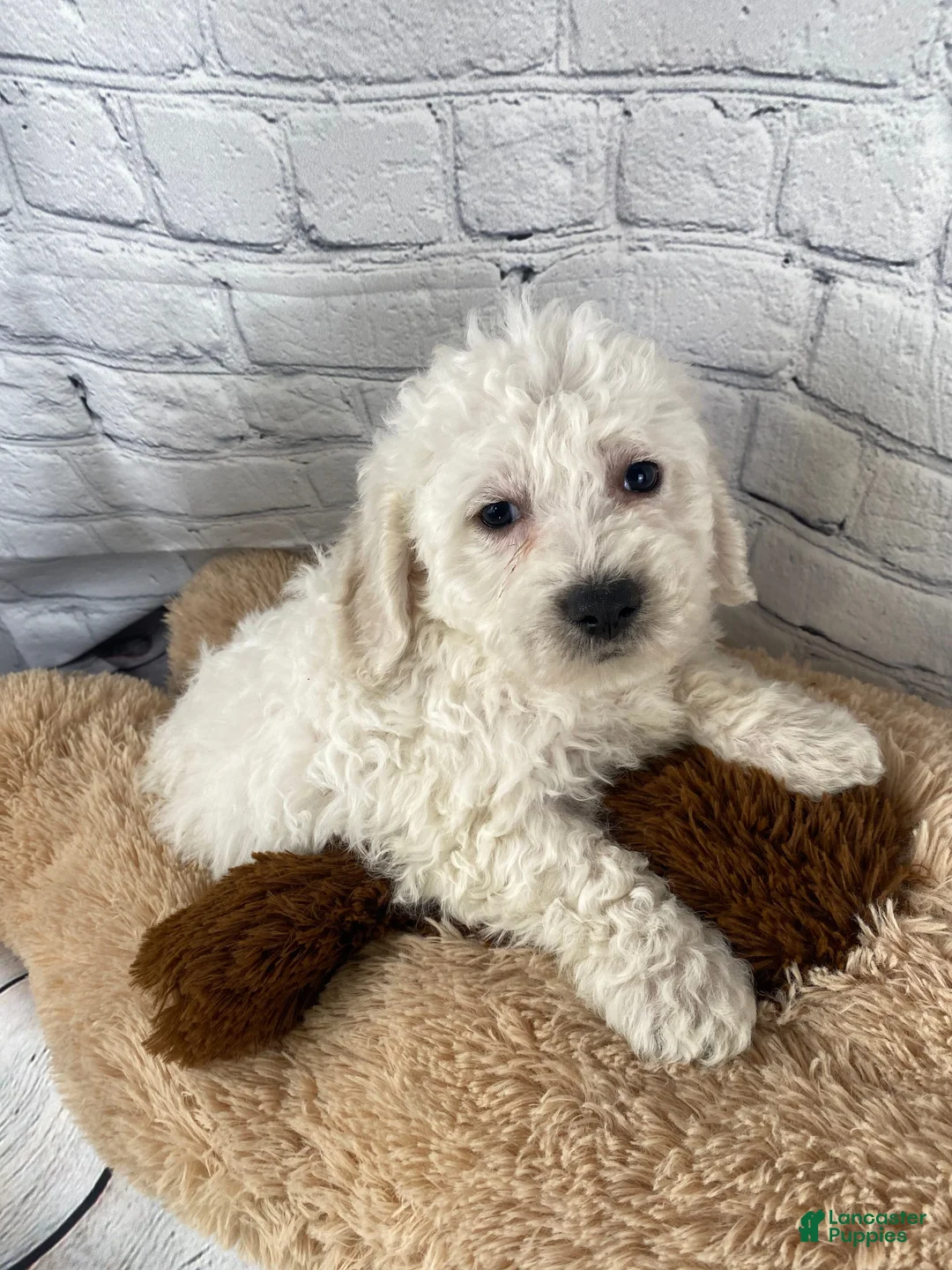 Bichon Frise dogs for sale: Cash - Ad 1