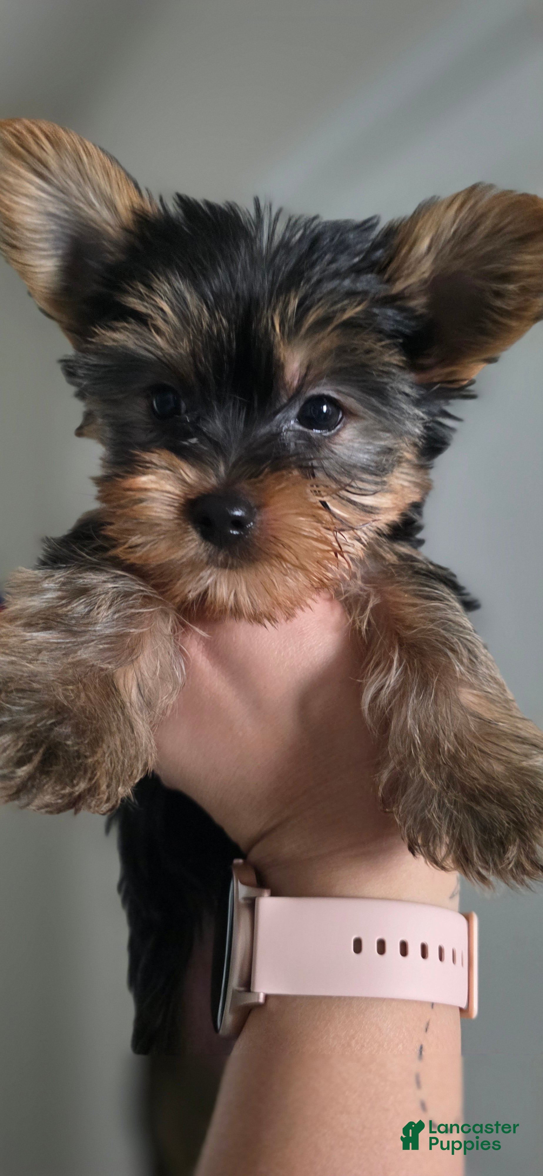 Yorkshire Terrier dogs Cyclops - Ad 23