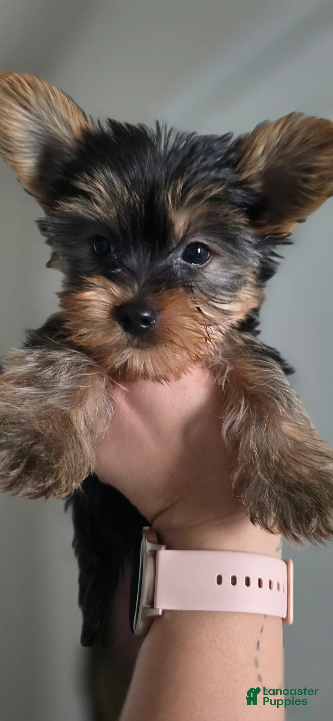 Yorkshire Terrier dogs for sale: Cyclops - Ad 1
