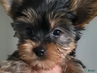 Yorkshire Terrier dogs Cyclops - Ad 23