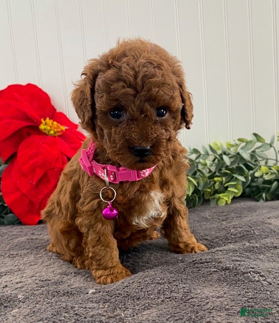 Toy Poodle dogs Hazel- tiny - Ad 38