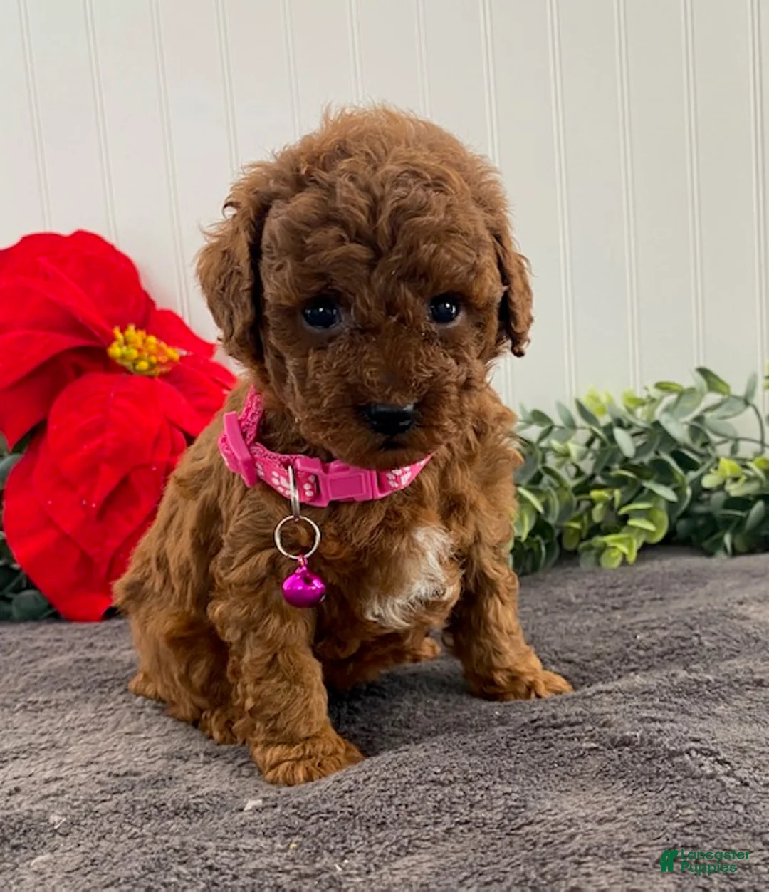 Toy Poodle dogs for sale: Hazel- tiny - Ad 1