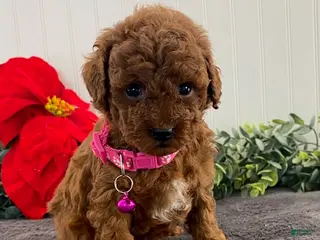 Toy Poodle dogs Hazel- tiny - Ad 38