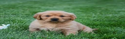 Golden Retriever dogs for sale: Aspy - Ad 3