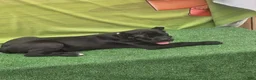 Cane Corso dogs for sale: MELLO - Ad 9