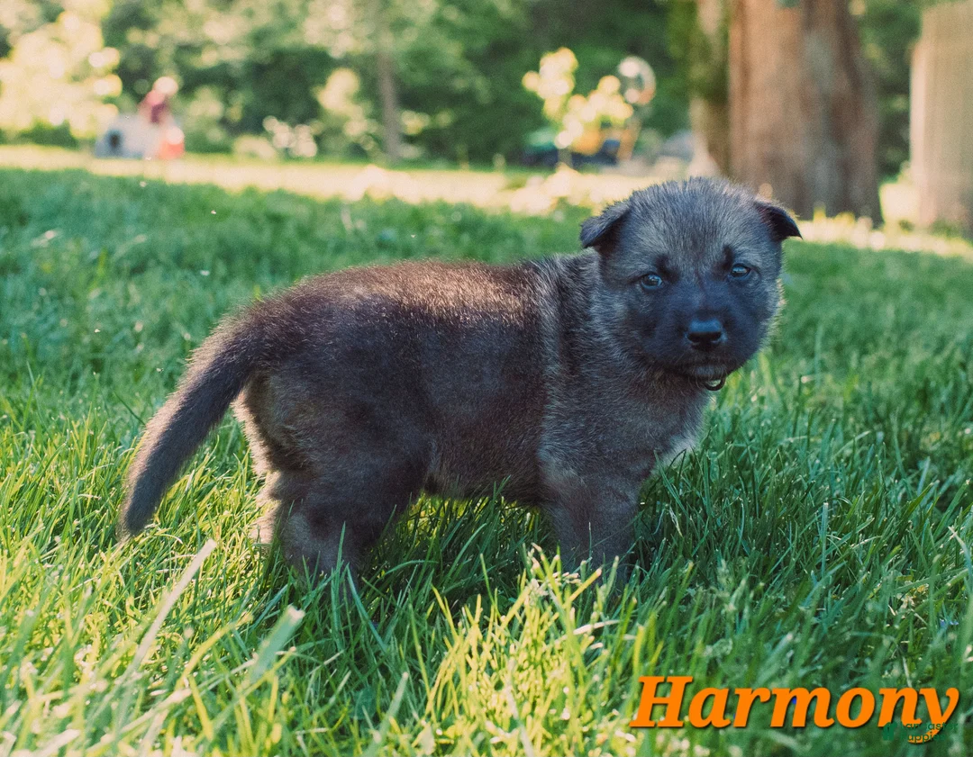 Mixed Breed dogs for sale: Harmony - Ad 2