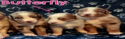 Australian Shepherd dogs for sale: Butterfly - Ad 5