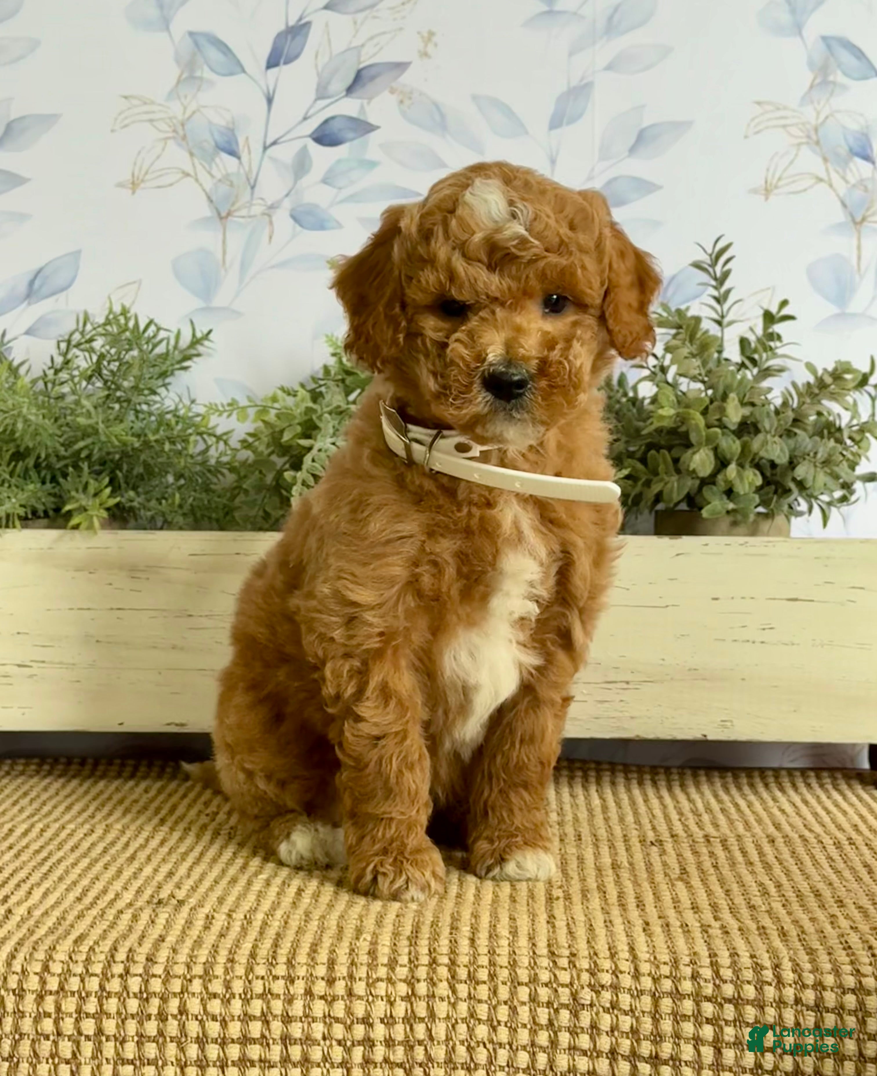 Mixed Breed dogs Karl - Ad 2