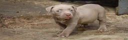 American Bully dogs for sale: Pheonix - Ad 7