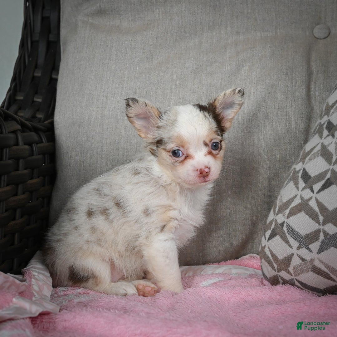 Chihuahua dogs for sale: Winnie - Ad 6