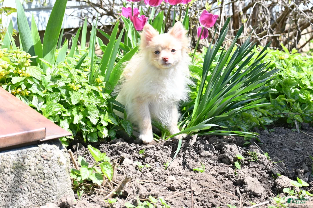 Pomeranian dogs for sale: Tiffany - Ad 2