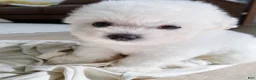 Bichon Frise dogs for sale: Meggie (Female) - 9 Weeks Old - Ad 5