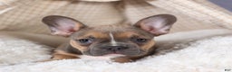 Frenchton dogs for sale: NEVA - Ad 6