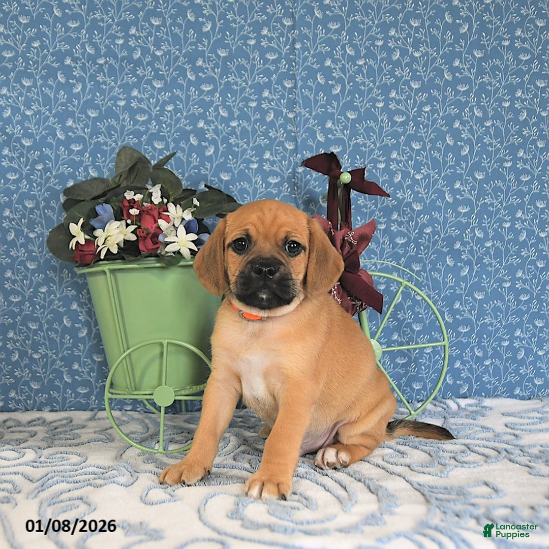 Puggle dogs for sale: Kasper - Ad 1