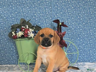 Puggle dogs Kasper - Ad 13