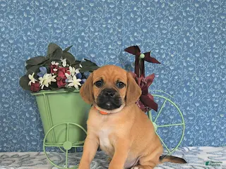 Puggle dogs Kasper - Ad 8